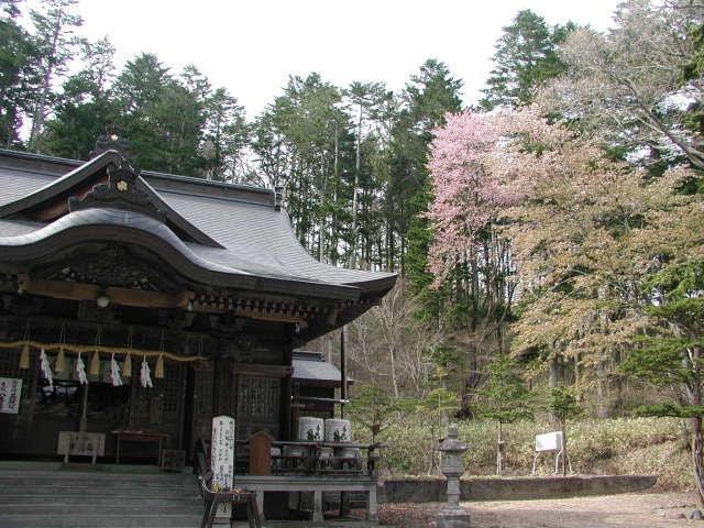 【桜・見ごろ】義経神社