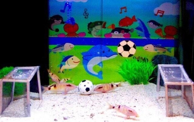 おさかなギョリンピック ～水の中のスポーツ大会～