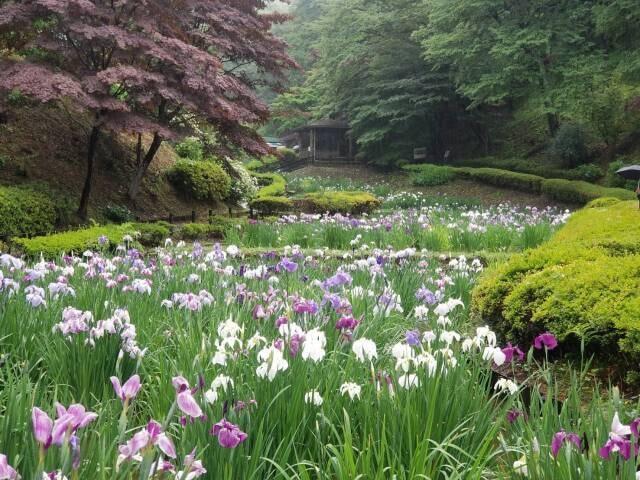 町田薬師池公園四季彩の杜 しょうぶ・あじさいまつり