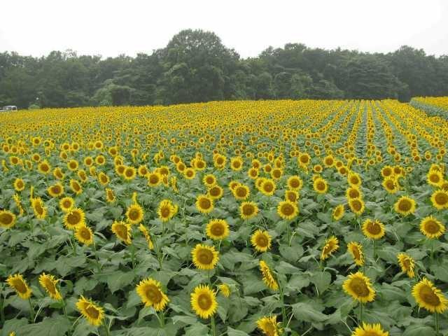 かみのかわサンフラワー祭り＜中止となりました＞