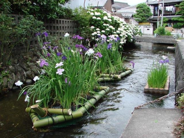 城下川「花筏」