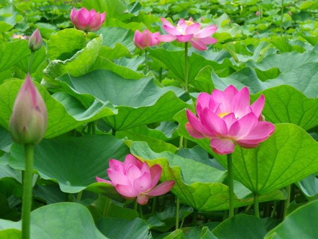 【花・見ごろ】荒神谷 古代ハス