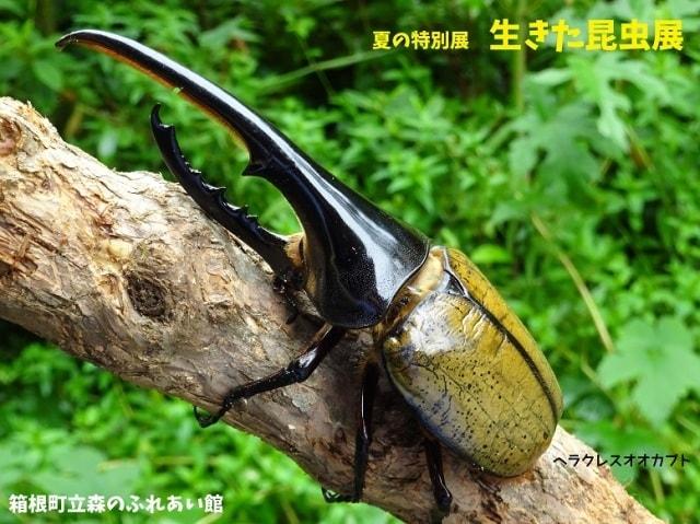 生きた昆虫展
