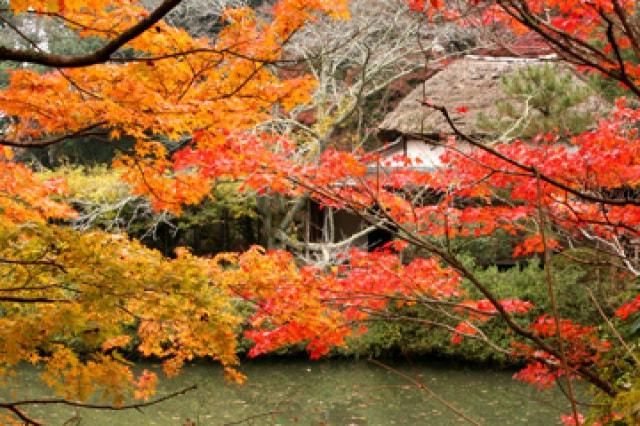【紅葉・見ごろ】武雄市文化会館庭園
