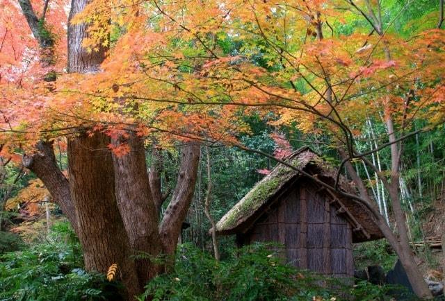 【紅葉・見ごろ】四国村