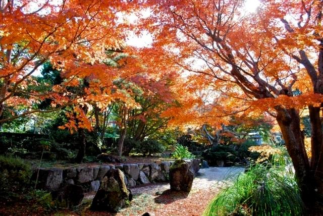 【紅葉・見ごろ】城山公園