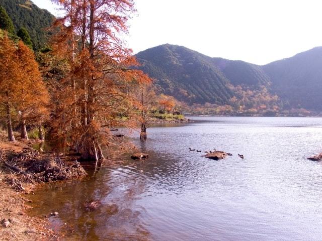【紅葉・見ごろ】藺牟田池県立自然公園