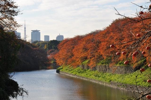 【紅葉・見ごろ】千鳥ヶ淵