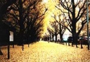 【紅葉・見ごろ】神宮外苑いちょう並木