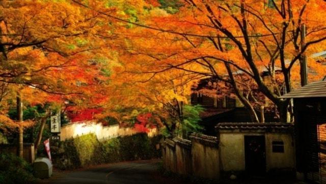【紅葉・見ごろ】奥湯河原