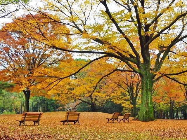 【紅葉・見ごろ】代々木公園