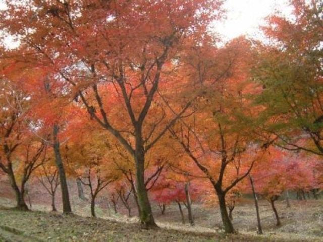 【紅葉・見ごろ】岐阜県百年公園