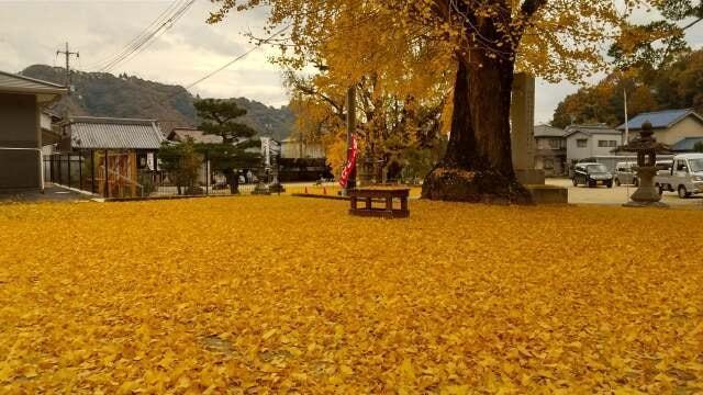 吉備津神社　大公孫樹　ライトアップ
