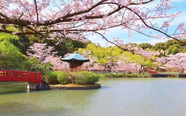 【桜・見ごろ】定光寺公園