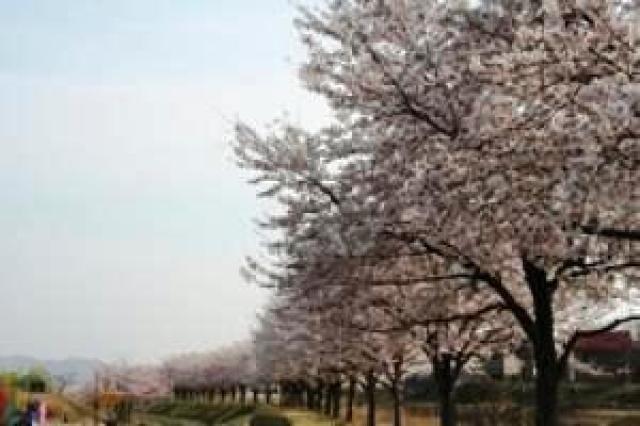 【桜・見ごろ】越路河川公園