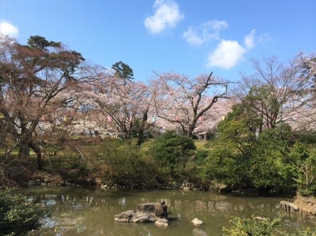 【桜・見ごろ】一本松公園