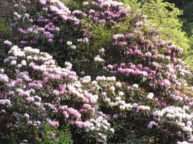 【花・見ごろ】ほんしゃくなげ群落