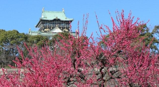 【花・見ごろ】大阪城公園梅林