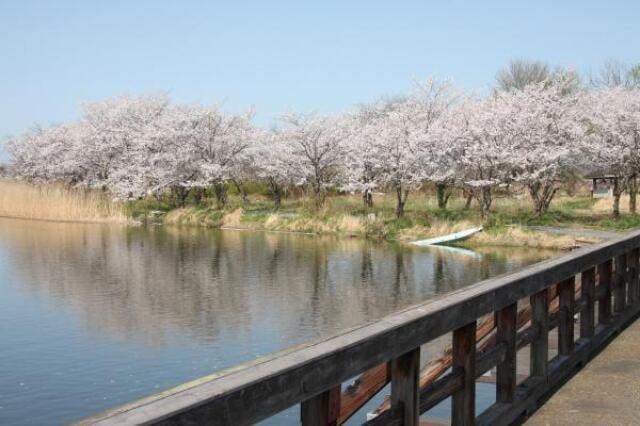 【桜・見ごろ】吉野公園