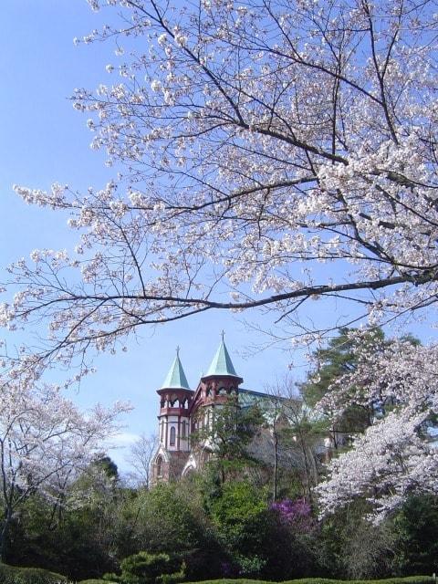 【桜・見ごろ】博物館明治村