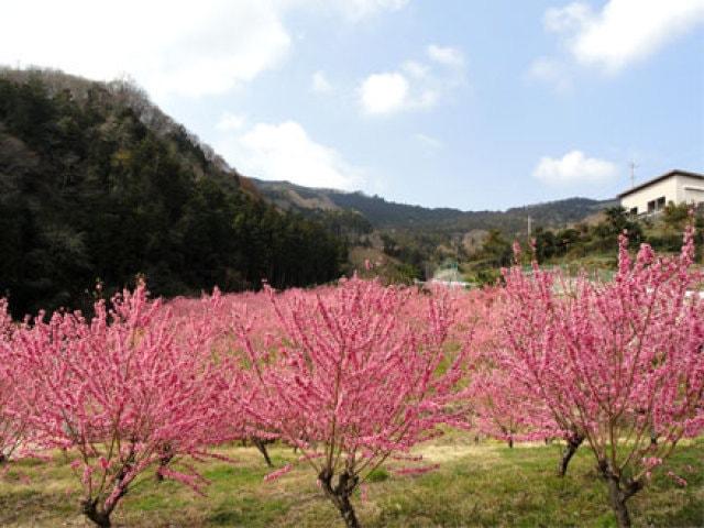 【花・見ごろ】花桃の郷