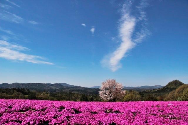 芝桜とネモフィラの丘