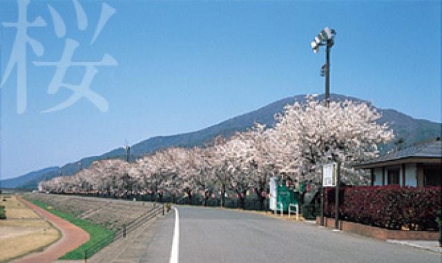 【桜・見ごろ】レインボーパーク南条
