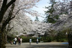 【桜・見ごろ】郡上八幡　愛宕公園