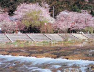 【桜・見ごろ】武丈公園