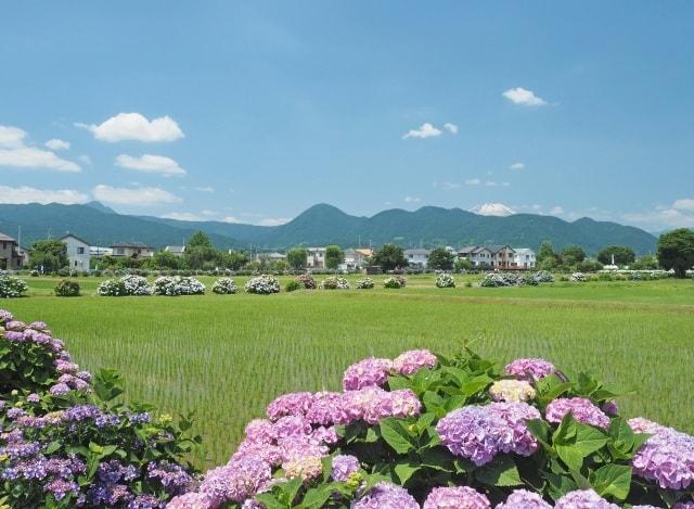 第35回 2022開成町あじさいまつり