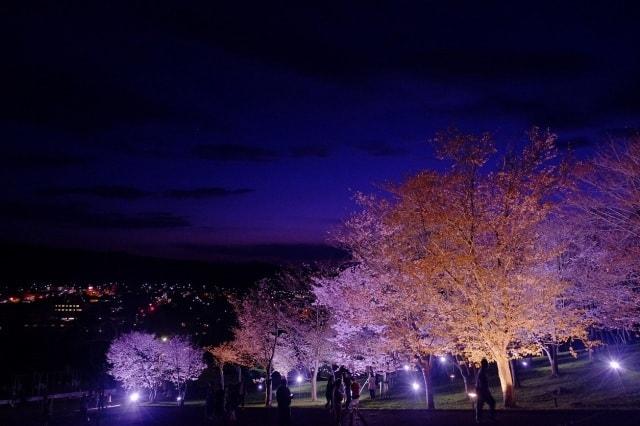 旭ヶ丘公園　夜桜ライトアップ