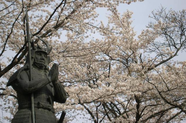 【桜・見ごろ】太鼓壇公園