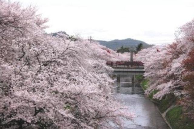 第46回 各務原市桜まつり