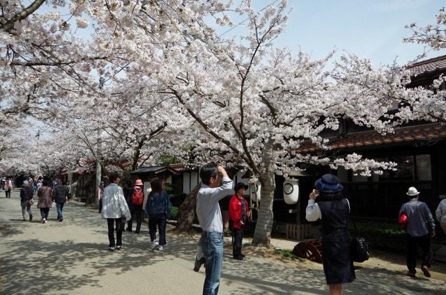 がいせん桜祭り＜中止となりました＞