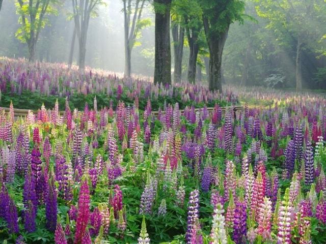 【花・見ごろ】国営武蔵丘陵森林公園　ルピナス