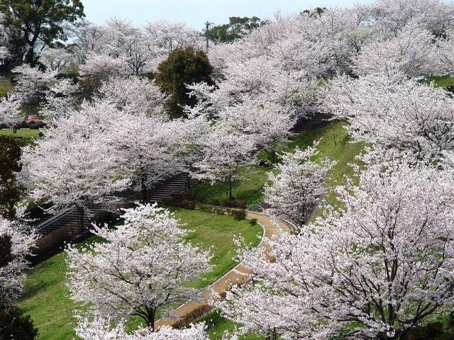 【桜・見ごろ】菊池公園