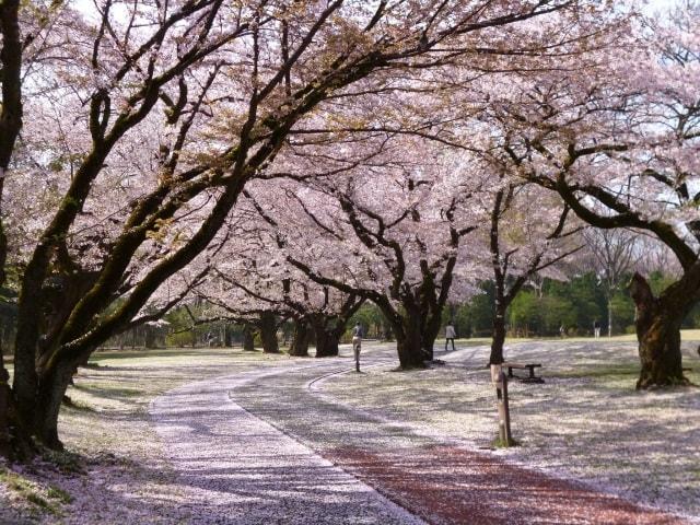 【桜・見ごろ】所沢航空記念公園
