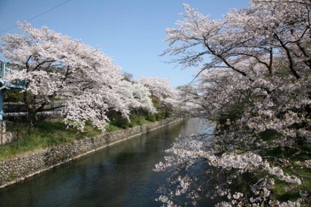 【桜・見ごろ】羽村堰