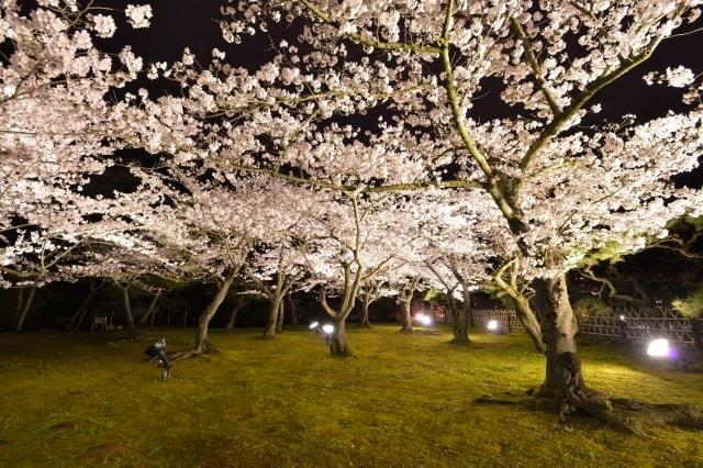 栗林公園　春のライトアップ