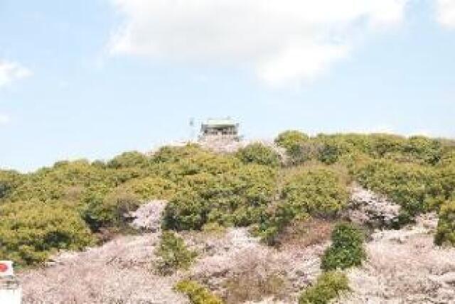 小牧山さくらまつり～小牧山園遊会～