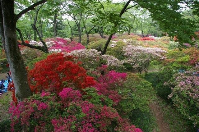 清水公園つつじまつり＜中止となりました＞
