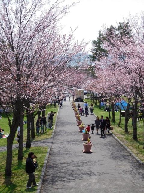 【桜・見ごろ】栗山公園