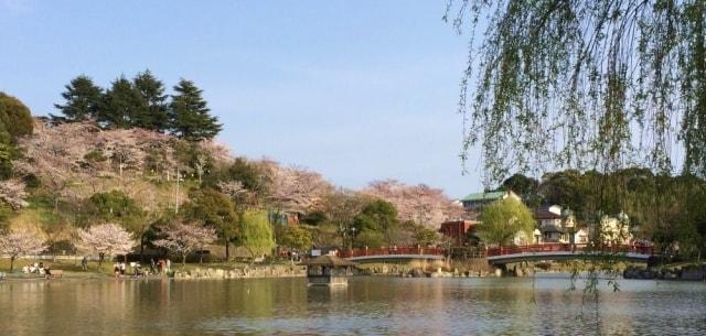 【桜・見ごろ】勝盛公園