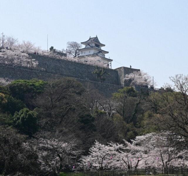 丸亀城 ぼんぼりの点灯と桜のライトアップ