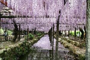 【花・見ごろ】天王川公園の藤