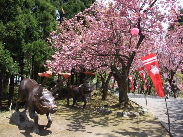 倶利迦羅さん八重桜まつり