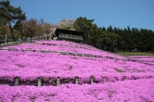 【花・見ごろ】ふるさとの森公園　薬師山の芝桜