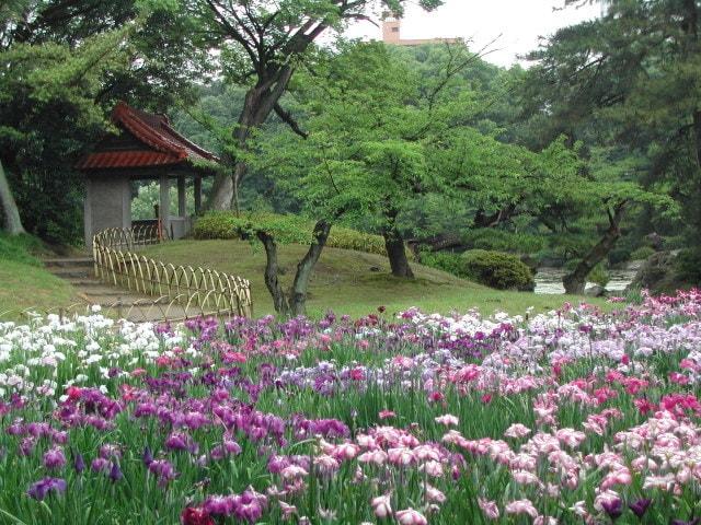 栗林公園　花しょうぶまつり