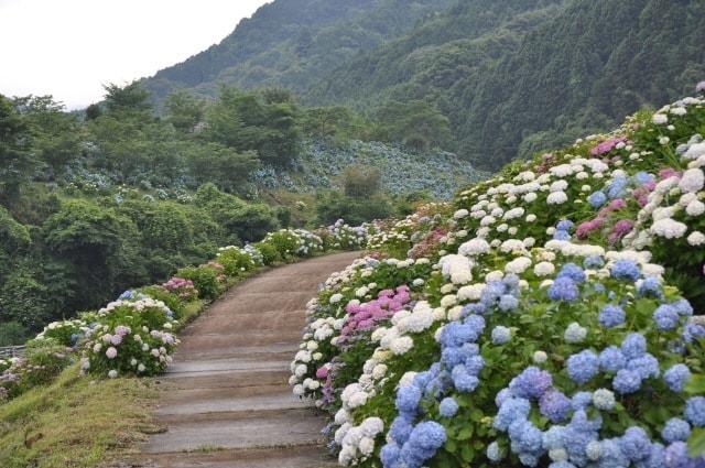 中木庭ダムあじさいまつり