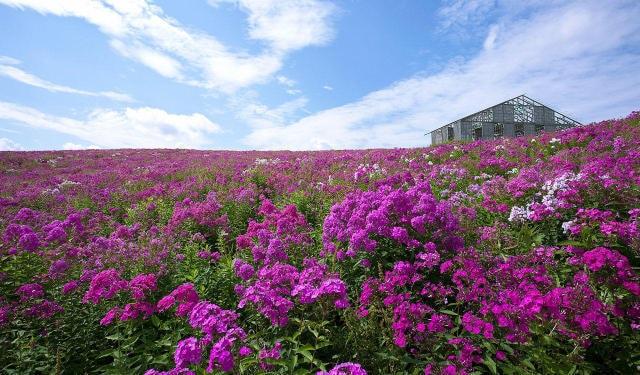 【花・見ごろ】あばしりフロックス公園